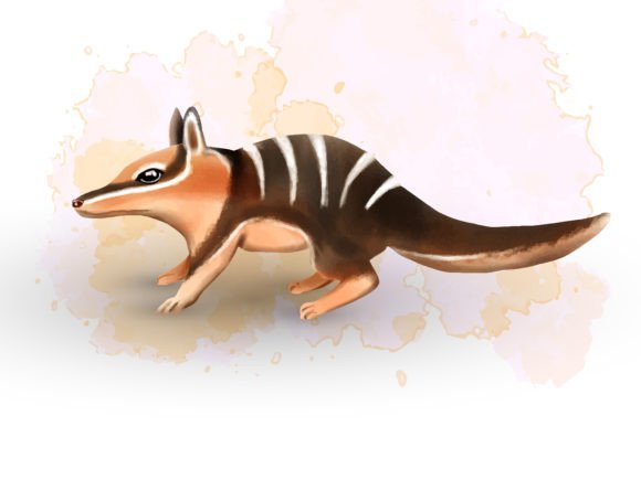 Charming Numbat Watercolor Clipart for Local Brand Illustrations