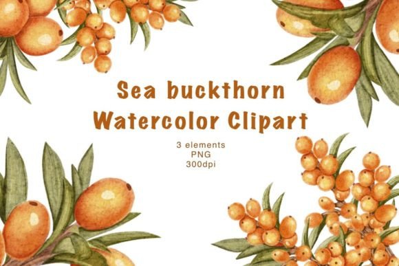 Sea Buckthorn Watercolor Clipart: A Fresh Illustration for Brand Storytelling