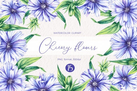 Watercolor Chicory Flowers Clipart PNG for Crafting & Illustrations